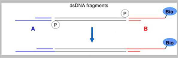 Selection of AB-adapted library fragments.