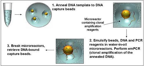 Clonal amplification of single stranded DNA on beads