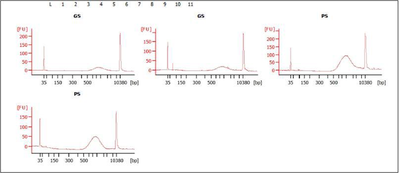 High sensitive chip을 이용한 cDNA library size distribution