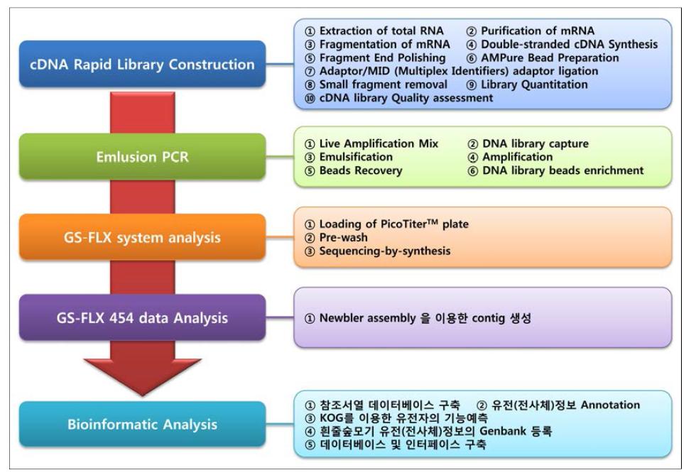 흰줄숲모기의 cDNA library 구축 및 GS-FLX 454를 활용한 cDNA random sequencing을 통한 생물정보 확보 및 분석에 대한 흐름도