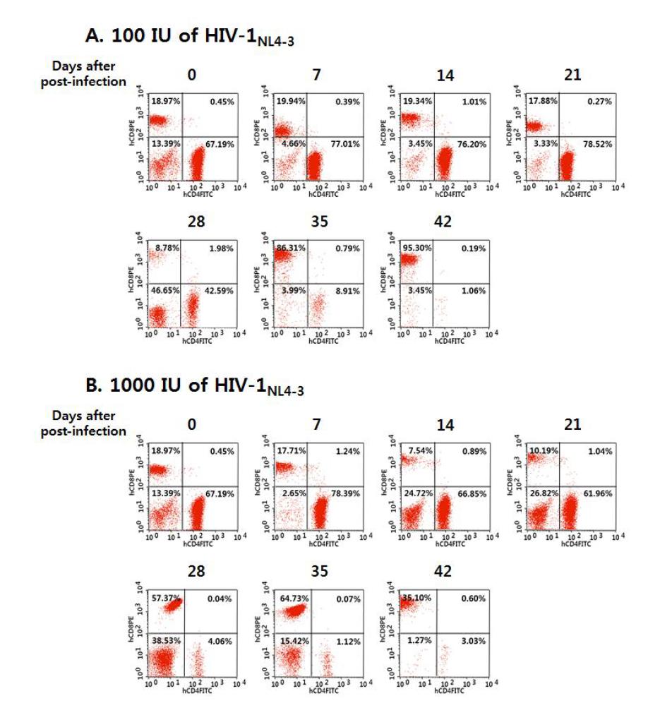 X4-tropic HIV-1NL4-3의 dose에 따른 humanized NSG mice 혈액에서의 시간별 human CD4+/CD8+ T 세포들의 분포 변화