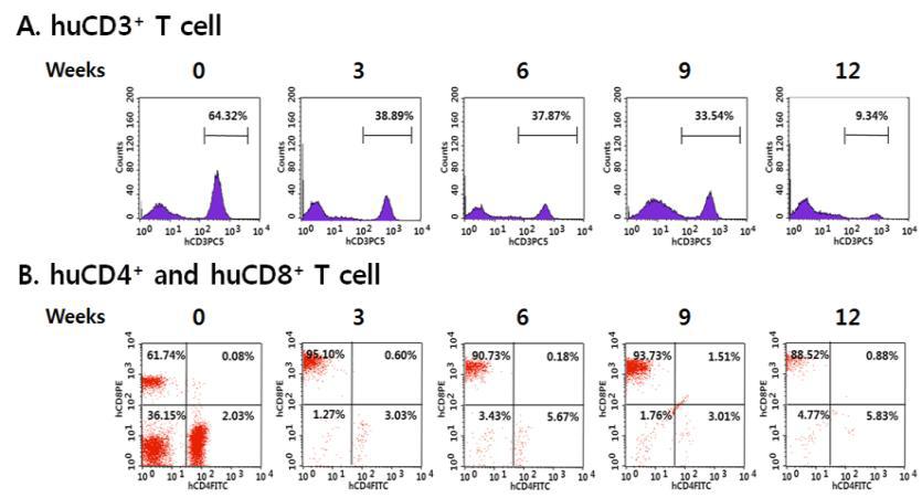 정상 PBMC를 이식하여 제작된 humanized NSG mice에 HIV-1 만성감염인의 PBMC를 복강 이식한 mice의 혈액 내 human CD3+, CD4+, 및 CD8+ T 세포의 변화.