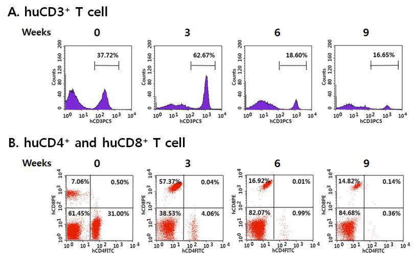 HIV-1 만성감염인 PBMC를 이식하여 제작된 humanized NSG mice에 4 주 동안 HAART 투여한 후 중지한 mice의 혈액 내 human CD3+, CD4+, 및 CD8+ T 세포의 변화.