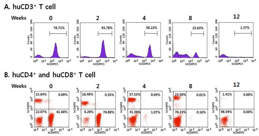 정상 PBMC를 이식하여 제작된 humanized NSG mice에 HIV 잠복감염 세포주인 NCHA 세포주를 복강 주입한 mice의 혈액 내 human CD3+, CD4+, 및 CD8+ T 세포의 변화