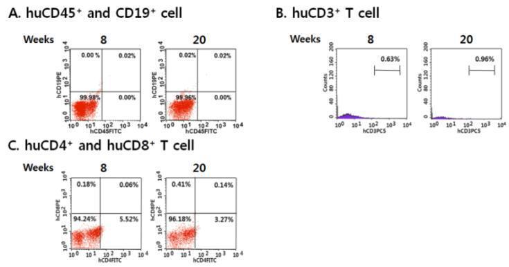 1X107 개의 유도만능줄기세포를 복강주사를 통해 이식한 NSG mice의 혈액내 human multi-lineage cell differentiation 평가.
