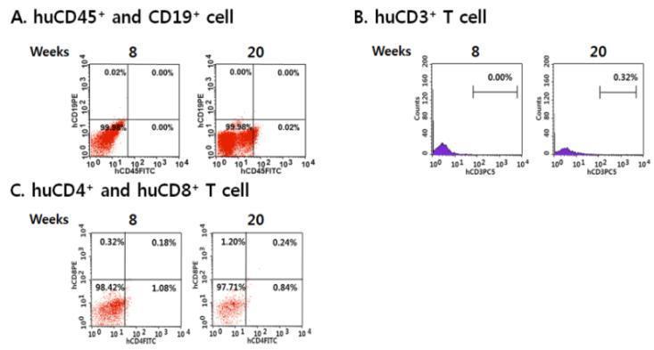 1X107 개의 유도만능줄기세포를 정맥주사를 통해 이식한 NSG mice의 혈액내 human multi-lineage cell differentiation 평가.