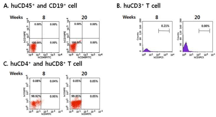 1X108 개의 유도만능줄기세포를 복강주사를 통해 이식한 NSG mice의 혈액내 human multi-lineage cell differentiation 평가.