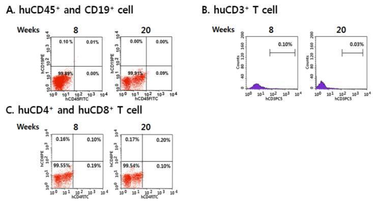 1X108 개의 유도만능줄기세포를 정맥주사를 통해 이식한 NSG mice의 혈액내 human multi-lineage cell differentiation 평가.