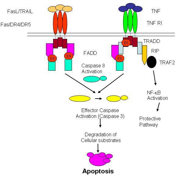 HPV16의 E6 단백질 관련 pathway