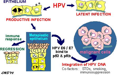 HPV 감염에 의한 암화기전