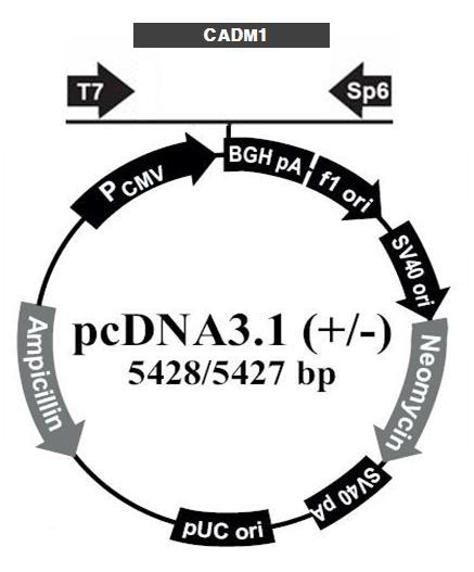 실험군(pcDNA3-CADM1)의 유전자 지도.