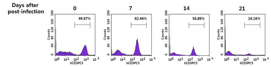Dual-tropic HIV-1DH12의 감염에 따른 humanized NSG mouse 혈액에서의 시간별 human CD3+ T 세포들의 분포 변화