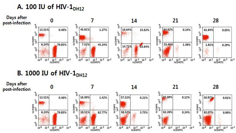 Dual-tropic HIV-1DH12의 dose에 따른 humanized NSG mouse 혈액에서의 시간별 human CD4+ T 세포와 CD8+ T 세포들의 분포 변화