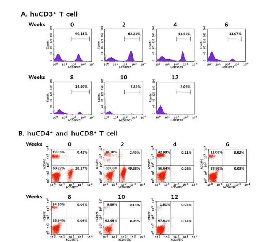 정상 PBMC를 이식하여 제작된 humanized NSG mice에 HIV 잠복감염 세포주인 ACH2 세포주를 복강 주입한 mice의 혈액 내 human CD3+, CD4+, 및 CD8+ T 세포의 변화