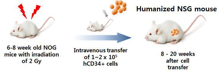 General protocol of human HSC transfer