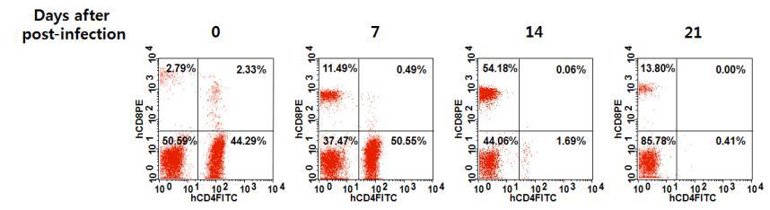 Dual-tropic HIV-1DH12의 감염에 따른 humanized NSG mouse 혈액에서의 시간별 human CD4+ T 세포와 CD8+ T 세포들의 분포 변화