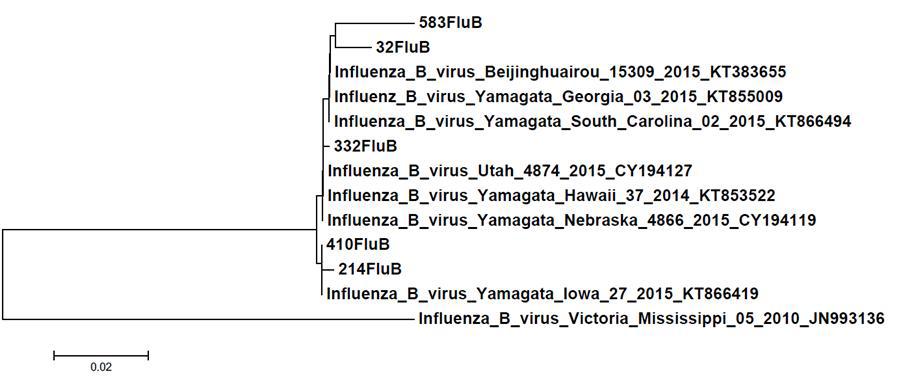 2015년 3월 분리된 influenza B virus는 Yamagata lineage였다.