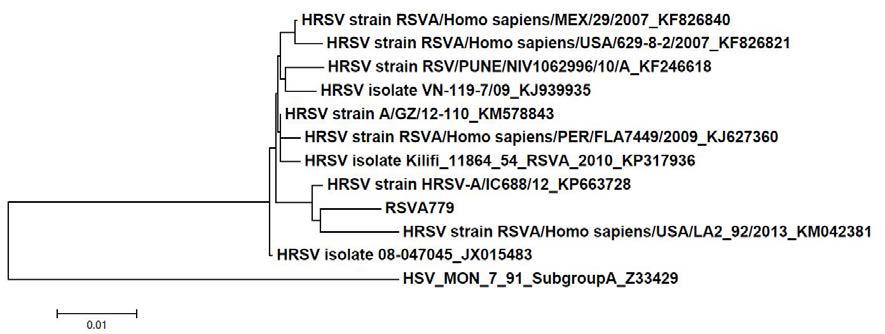 RSV A 779주의 glycoprotein G 유전자 분석.