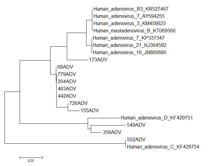 Adenovirus 종 분류를 위해 hexon 유전자 염기서열 분석 후 계통발생학적 분석.