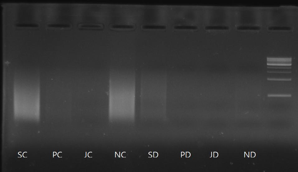 Random amplification of each samples using WGA