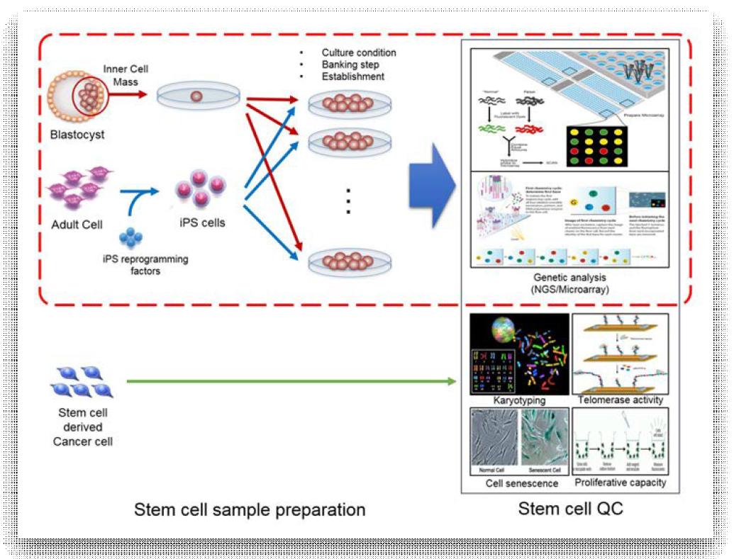 줄기 세포 시료 준비 및 QC 과정과, 본 연구 과제에서의 수행 범위.