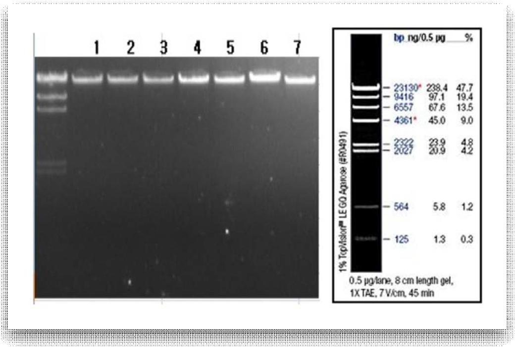 DNA sample QC 전기영동 결과