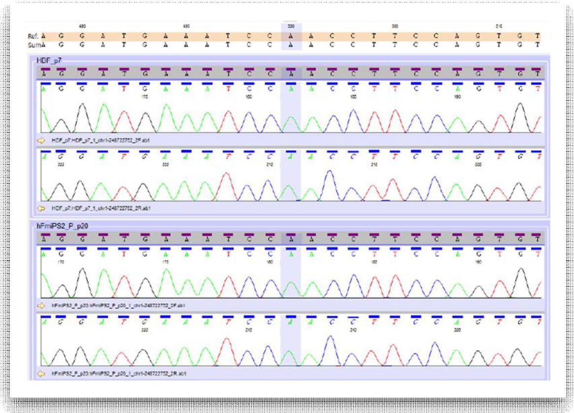 Sanger sequencing chromatogram 확인 결과(일부)