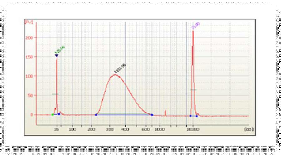 2100 Bioanalyzer을 이용한 amplified library DNA pattern 확인