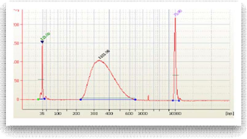 2100 Bioanalyzer을 이용한 amplified library DNA pattern 확인.