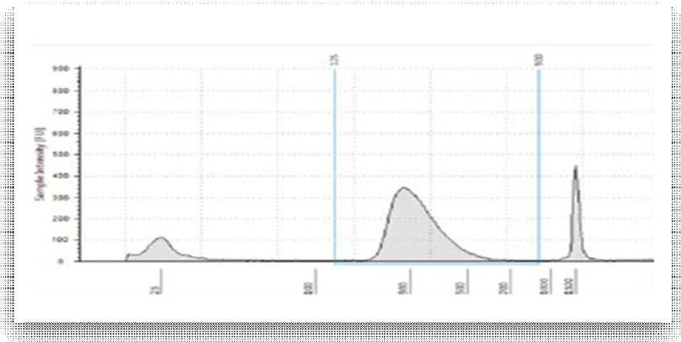 2100 Bioanalyzer을 이용한 amplified library DNA pattern 확인.