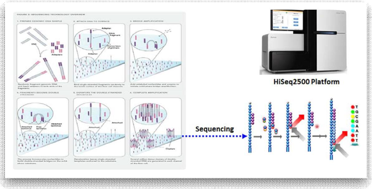 DNA Library에 대한 Cluster generation 및 100-bp paired-end sequencing