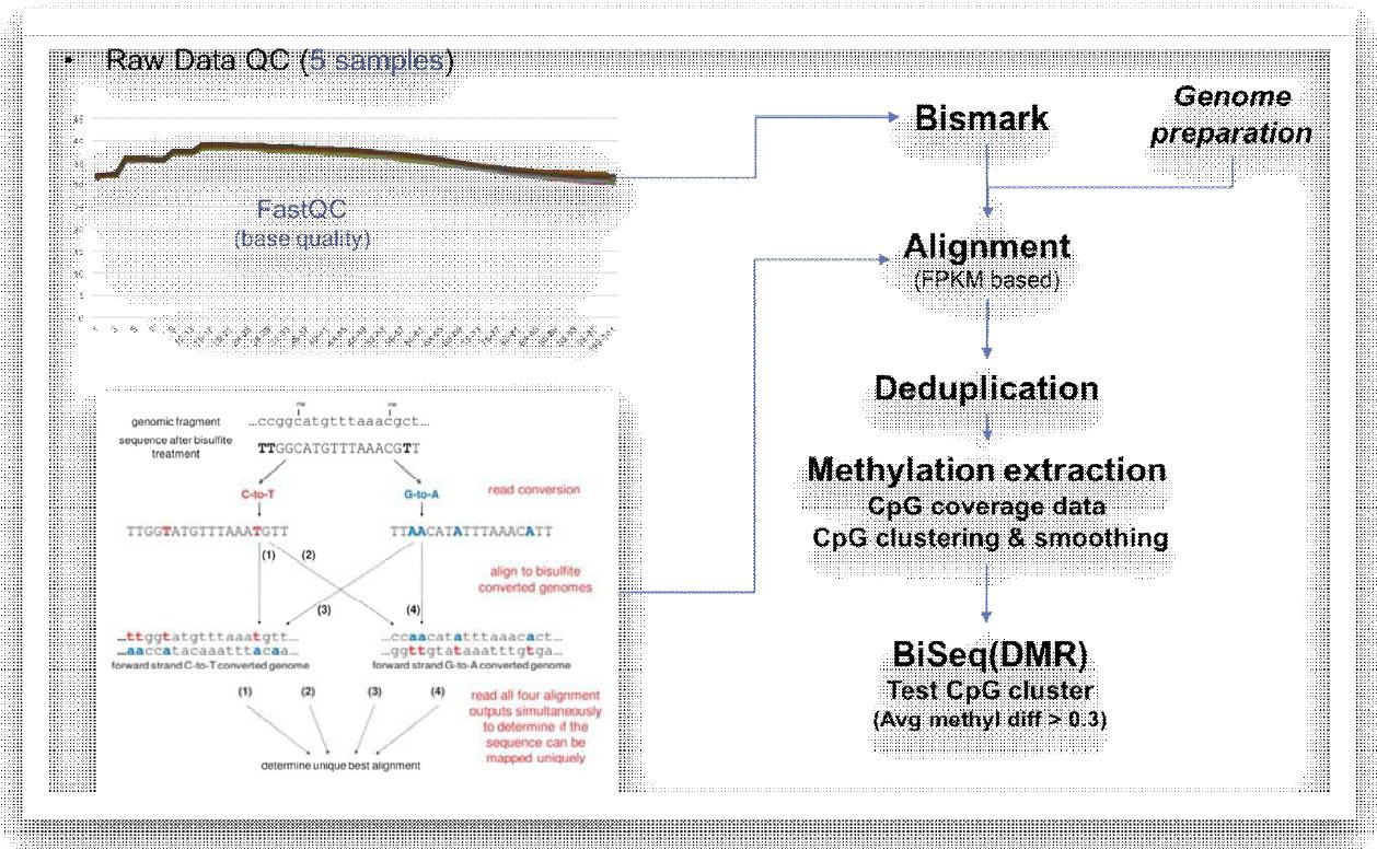 Methylation sequencing 데이터 분석 방법 (BS-Seq & MeDIP-BS-Seq)