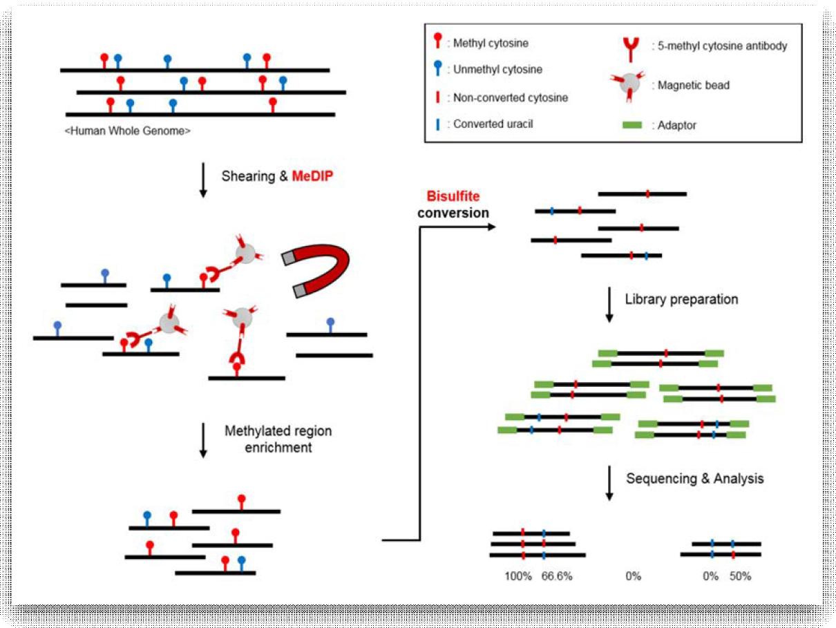 MeDIP-bisulfite sequencing 실험 방법 개요