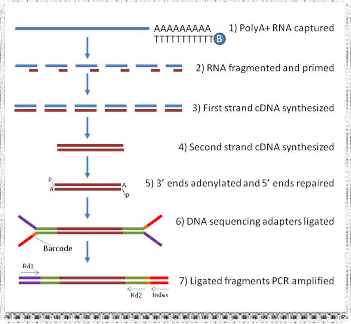 RNA sequencing 캡쳐 시스템 도식화