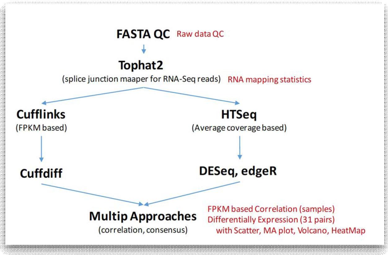 RNA-Seq 데이터 분석 및 DEG 분석 방법