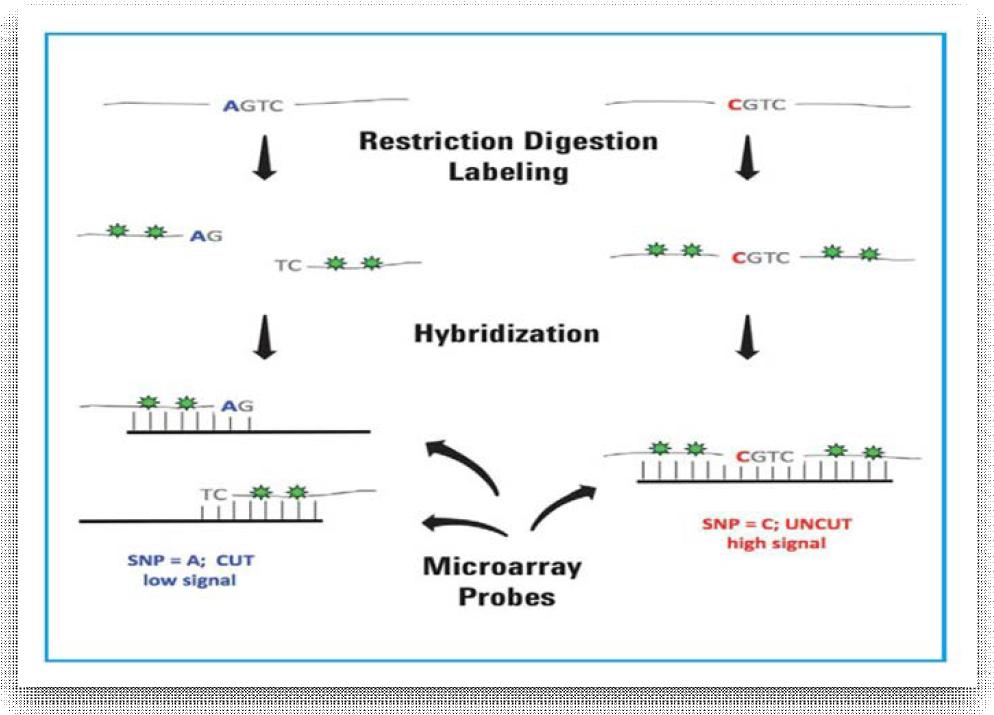 SurePrint G3 CGH+SNP microarray 의 원리