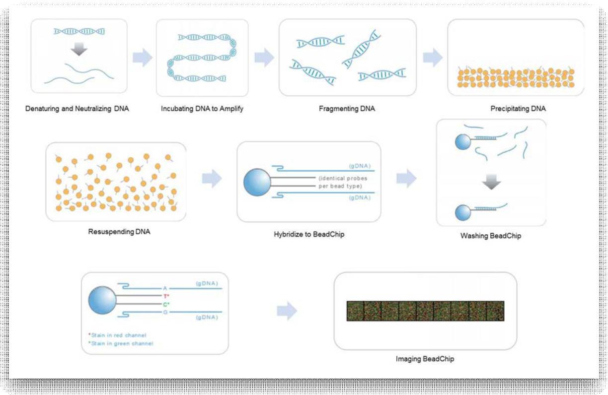 Illumina Infinium HumanOmni1M microarrays 실험과정