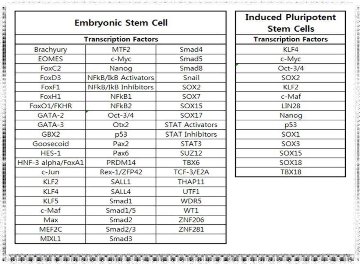 배아줄기세포와 역분화줄기세포의 중요 유전자 list