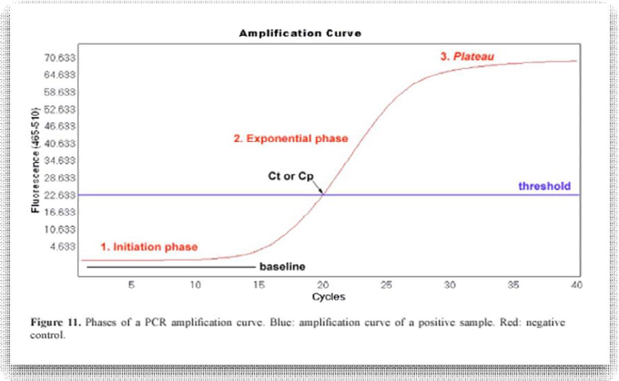 Real-time PCR의 증폭곡선