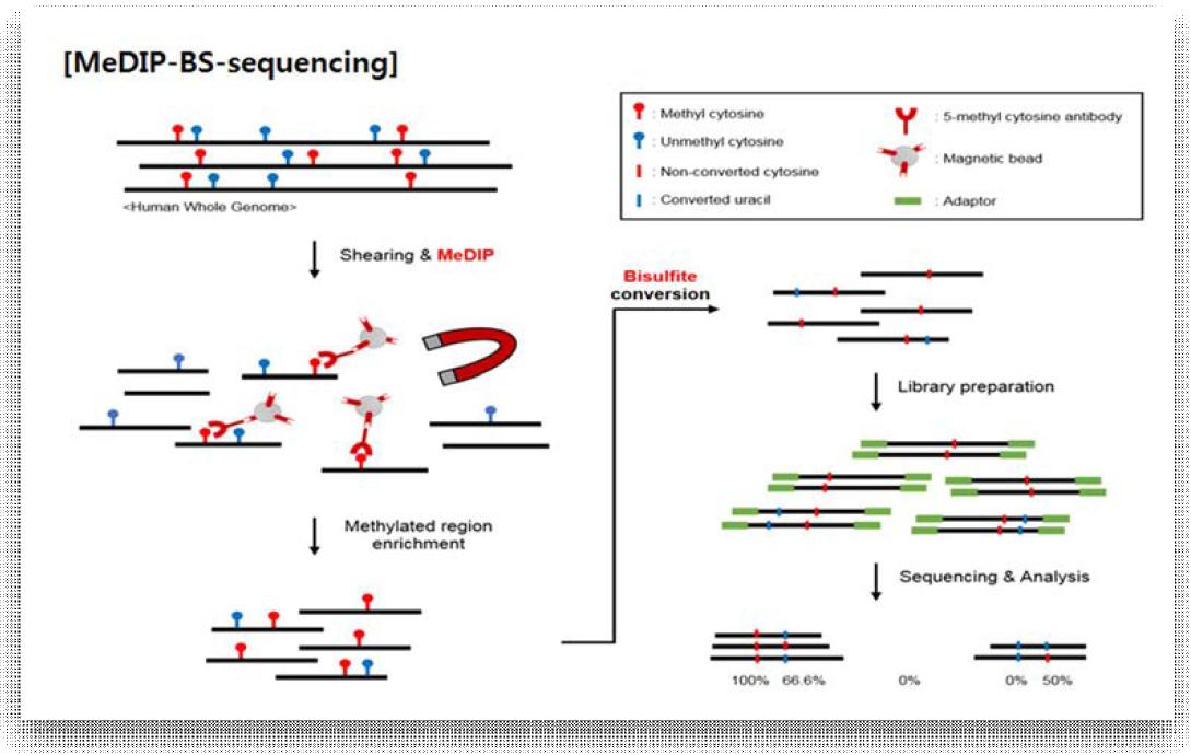 MeDIP-BS Seq의 원리 및 과정