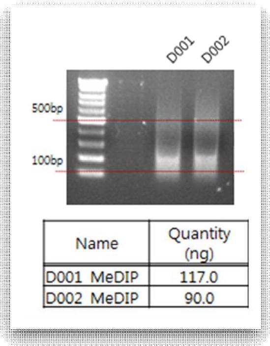 DNA shearing 결과