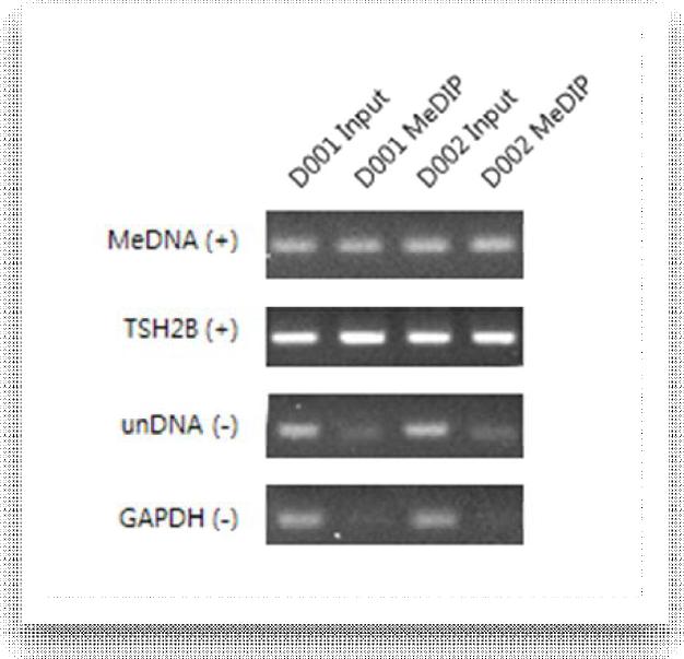 MeDIP 확인용 validation PCR