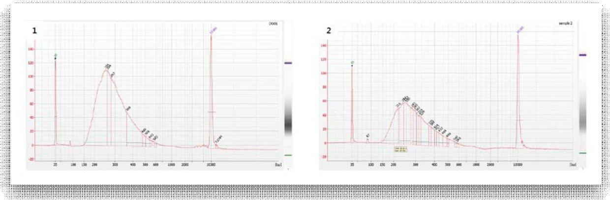 MeDIP-BS sequencing Library QC 이미지 결과