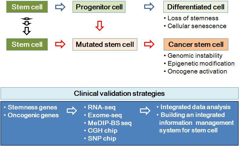 줄기세포의 genome instability 극복을 위한 clinical validation 전략