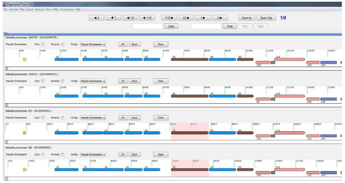 Klebsiella pneumoniae 균주들의 유전체 분석결과를 clg 파일로 분석한 예시