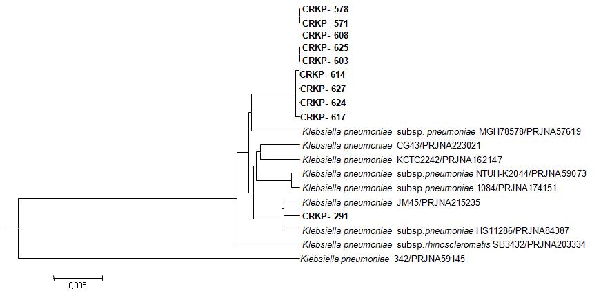 분리균주들과 Klebsiella pneumoniae 종 내에 완전 해독된 (completely genome-sequenced) 균주들과의 유전체기반 계통분석도