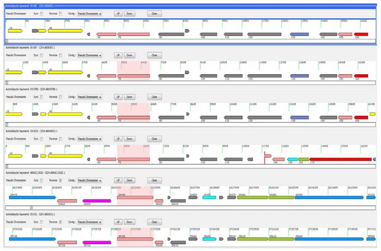 Acinetobacter baumannii 균주들의 유전체 분석결과를 clg 파일로 분석한 예시