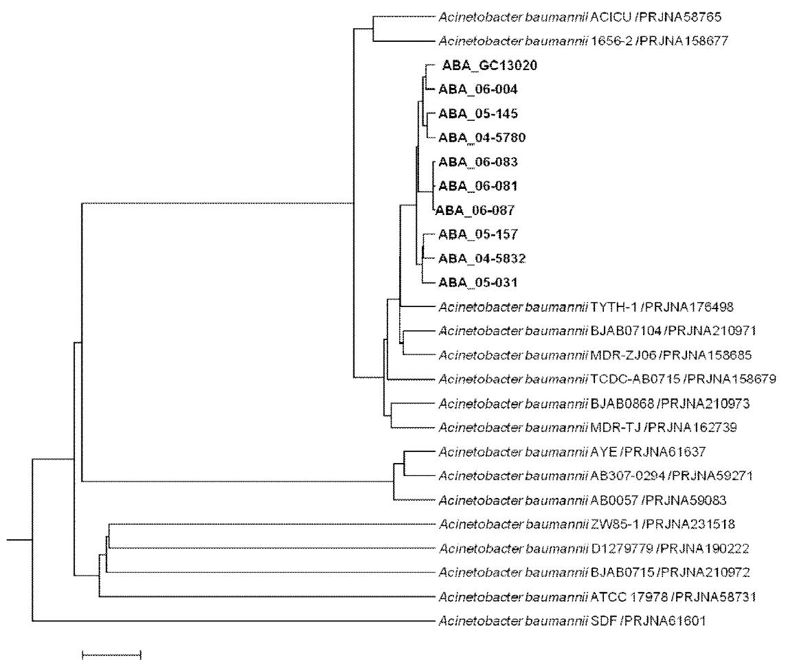 분리균주들과 Acinetobacter baumannii 종 내에 완전 해독된 (completely genome-sequenced) 균주들과의 유전체 기반 계통분석도