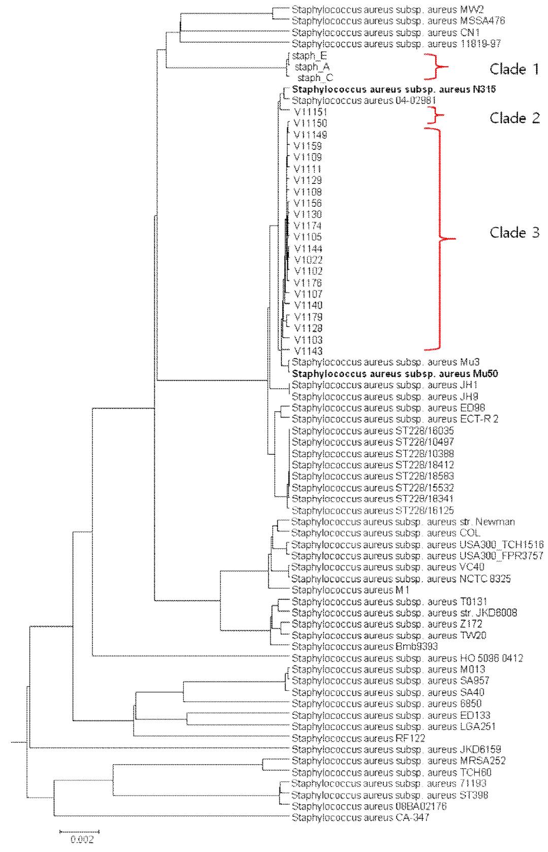 분석균주들과 Staphylococcus aureus 종 내에 완전 해독된 균주들과의 유전체 기반 계통분석도