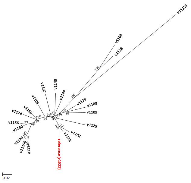 참조유전체(v1022)와 분석균주들과의 SNP차이를 기반으로 작성한 유연관계도
